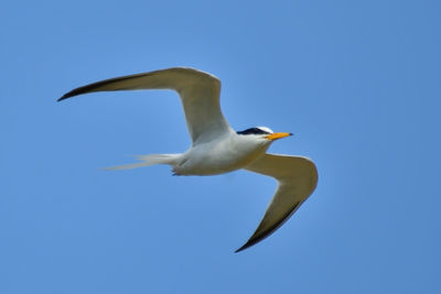 Low angle view of seagull flying