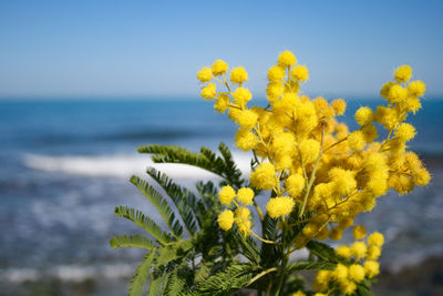 Close-up of yellow flowering plant