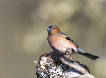 Close-up of bird perching outdoors