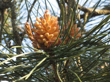 Close-up of pine cone on tree