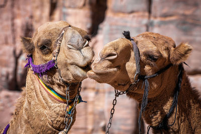 Camels in a desert