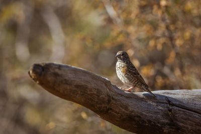 Close-up of bird perching on branch