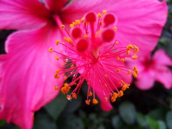 Close-up of pink flower