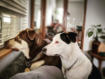 View of dog relaxing at home
