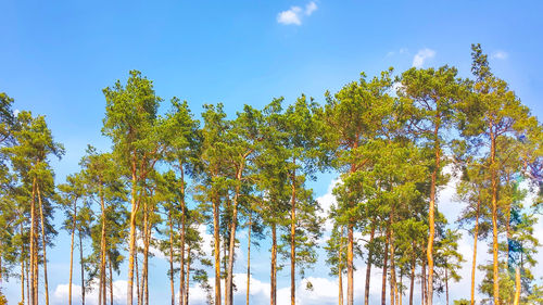 Low angle view of trees against sky