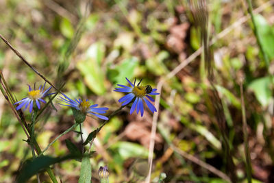 Close-up of insect on purple flowering plant