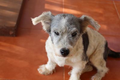 Portrait of dog on floor