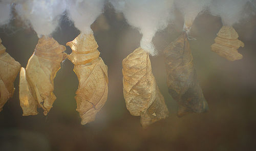 Close-up of chrysalises hanging on cotton plants