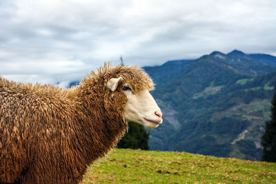 Close-up of sheep standing on field against sky