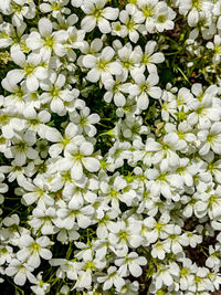 Close-up of white flowering plant