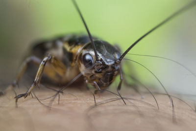 Close-up of insect