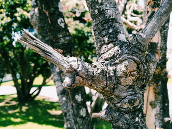 Close-up of tree trunk