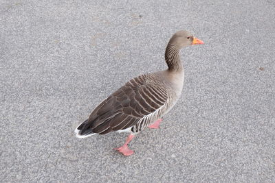 Close-up of bird on road