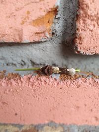 Looking to fly soon before the yard chicken eat me