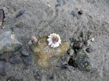 Close-up of pebbles