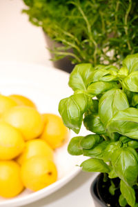 Close-up of fresh herbs and lemons