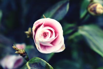Close-up of pink rose