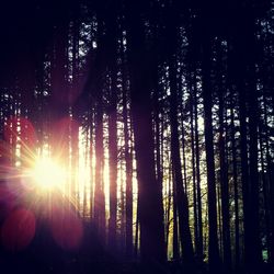 Sun shining through trees in forest