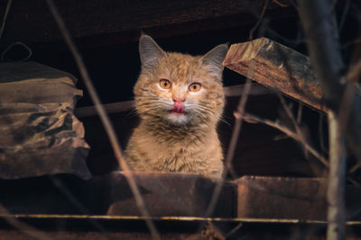 Close-up portrait of cat by sea