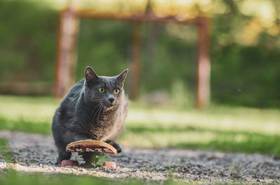 Portrait of cat sitting on field