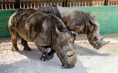 Elephant in a zoo