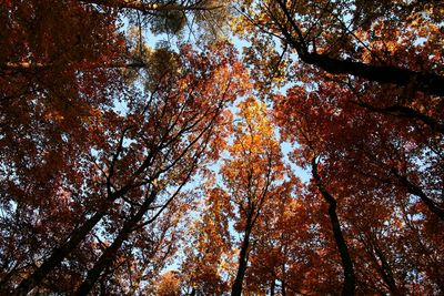 Low angle view of trees in forest