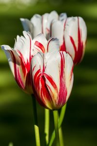 Close-up of red tulip flower