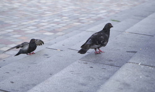 High angle view of pigeons perching on footpath