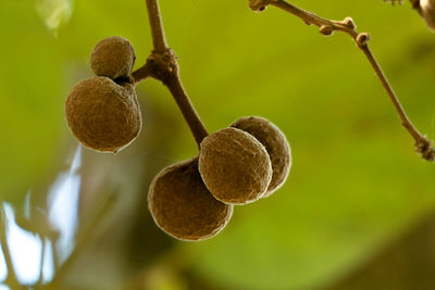 Close-up of fruits growing on tree