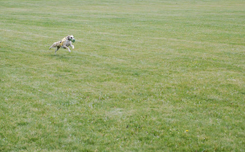 Dog running on grassy field