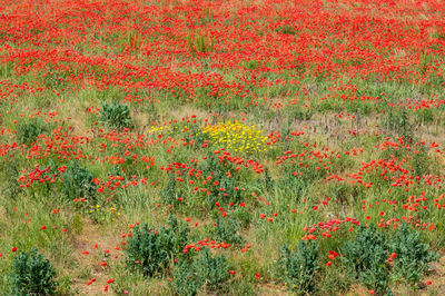 Full frame shot of red poppy flowers on field