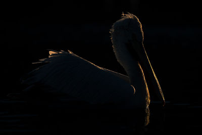 Close-up of bird flying against black background