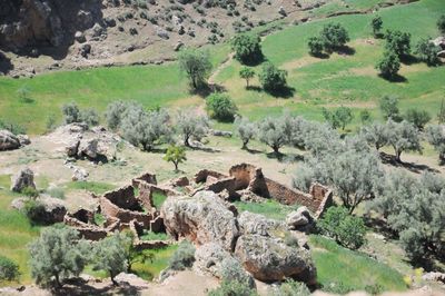 View of sheep on landscape