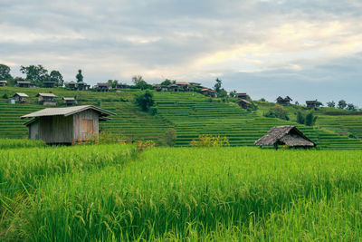 Landscape of green rice terraces amidst mountain agriculture. travel destinations in chiangmai