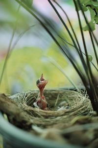 Close-up of bird in nest