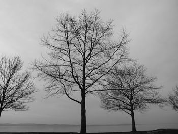 Bare trees against sky