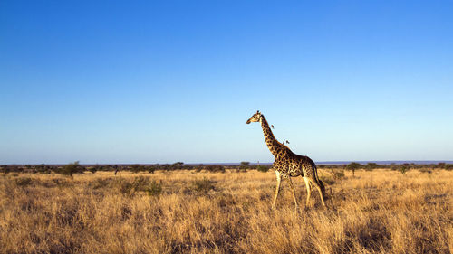 Giraffe on field against clear sky