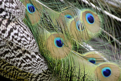 Close-up of peacock