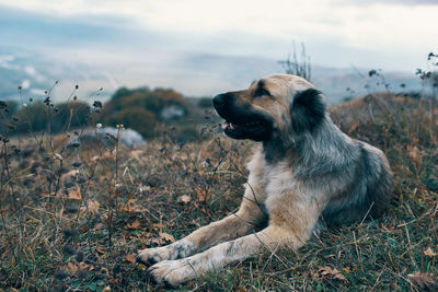 Dog looking away on field