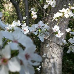 High angle view of white flowers blooming on tree