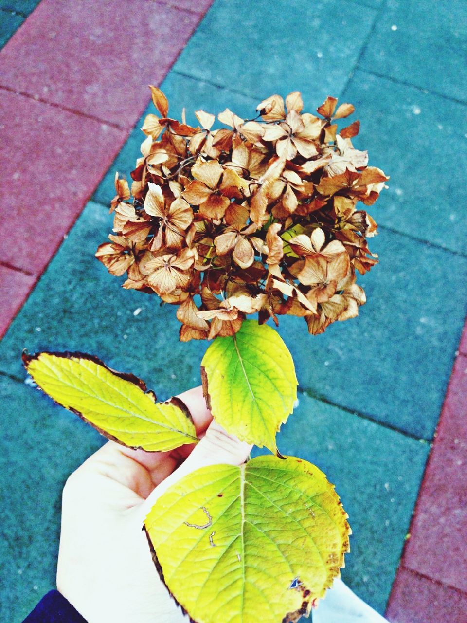 leaf, high angle view, day, outdoors, freshness, nature, fragility, close-up, petal, beauty in nature, flower, plant, one person, real people, flower head, people