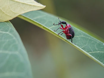 Close-up of insect on leaf