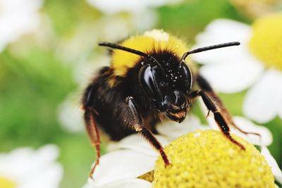 Close-up of bee pollinating on flower