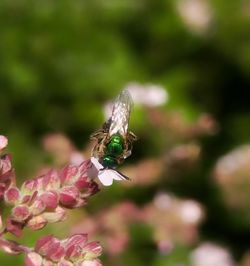 Close-up of insect on flower