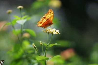 Close-up of butterfly pollinating on flower