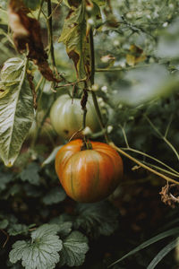 Close-up of tomato growing on plant