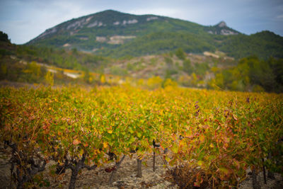Scenic view of field against mountains