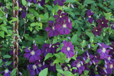 Close-up of purple flowering plants