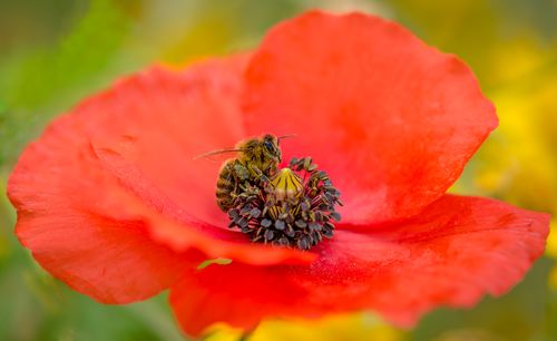 Close-up of bee pollinating on flower