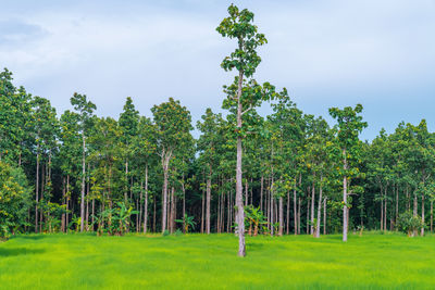 Trees on field against sky